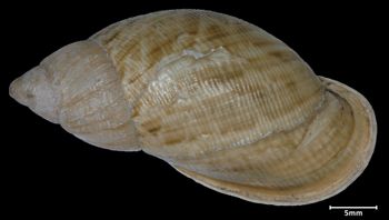 Media type: image;   Malacology 188015 Aspect: dorsal